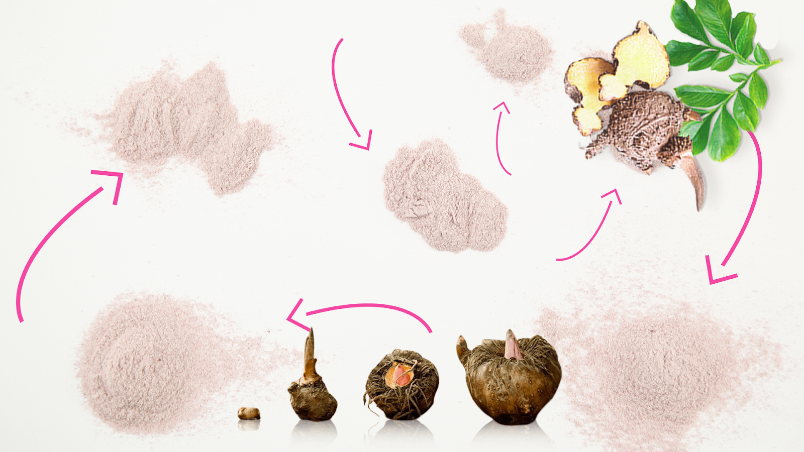 Glucomannan & Konjac Root